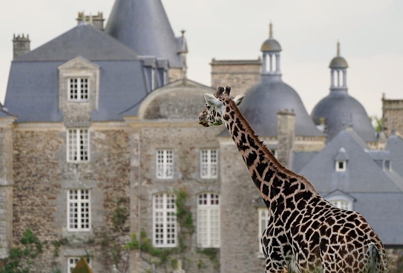 Historical Safaris